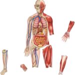 The Wonder of the Magnetic Being