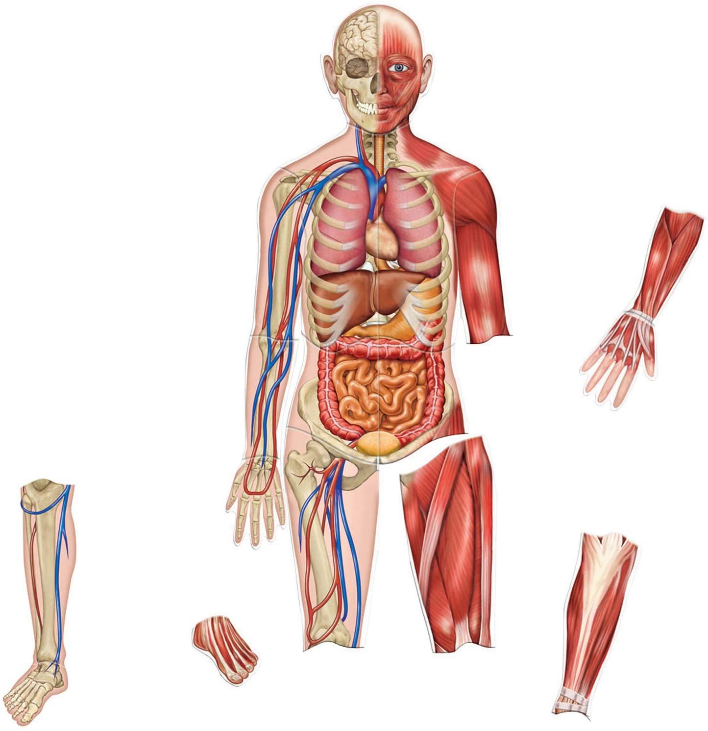 71L-rEZFR_L._AC_SL1500.jpg The Wonder of the Magnetic Being - Image 1