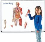 The Wonder of the Magnetic Being - Image 5